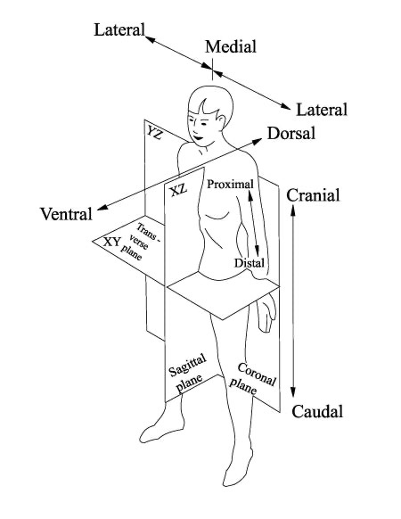 <p>Are viewed as f pt were in supine position, and you are looking at them  from feet towards the head Caudal to Cranial View is transverse, cross and axial plane </p>