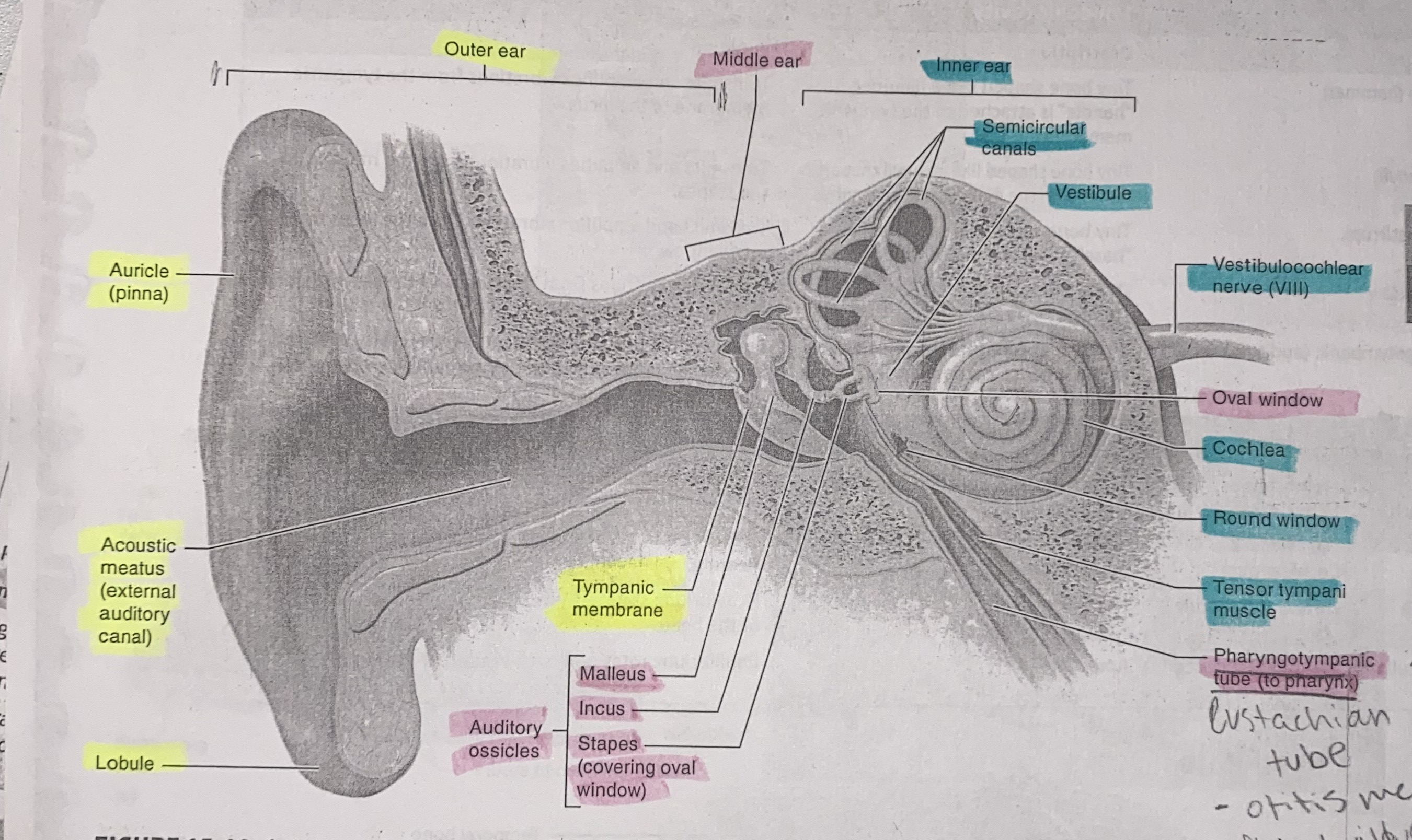 <p>Outer Ear</p><ul><li><p>pinna/auricle</p></li><li><p>external auditory meatus</p></li><li><p>tympanic membrane</p></li></ul><p>Middle Ear</p><ul><li><p>auditory ossicles</p><ul><li><p>malleus, incus, stapes</p></li></ul></li><li><p>oval window</p></li><li><p>pharyngotympanic tube</p></li><li><p>Tensor tympani</p></li></ul><p>Inner Ear</p><ul><li><p>semicircular canals</p></li><li><p>vestibule</p></li><li><p>Nerve 8</p></li><li><p>Cochlea</p></li><li><p>Round Window</p></li><li><p>located in petrous portion of temporal bone</p><ul><li><p>vestibulocochlear nerve hole</p><p></p></li></ul></li></ul><p></p>