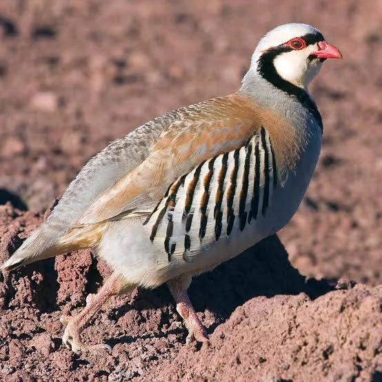 <p>Alectoris chukar</p>