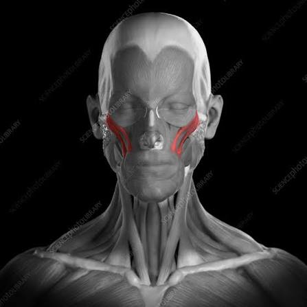<p>What muscle is highlighted?</p>