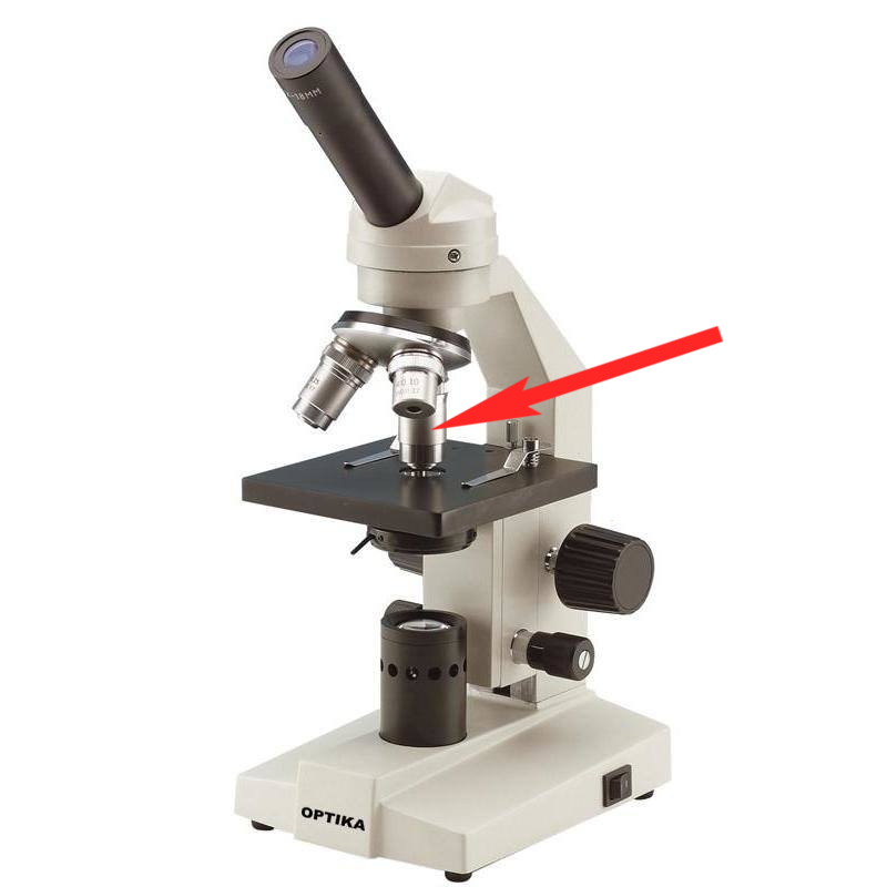 <p>Where is this in the microscope?</p>