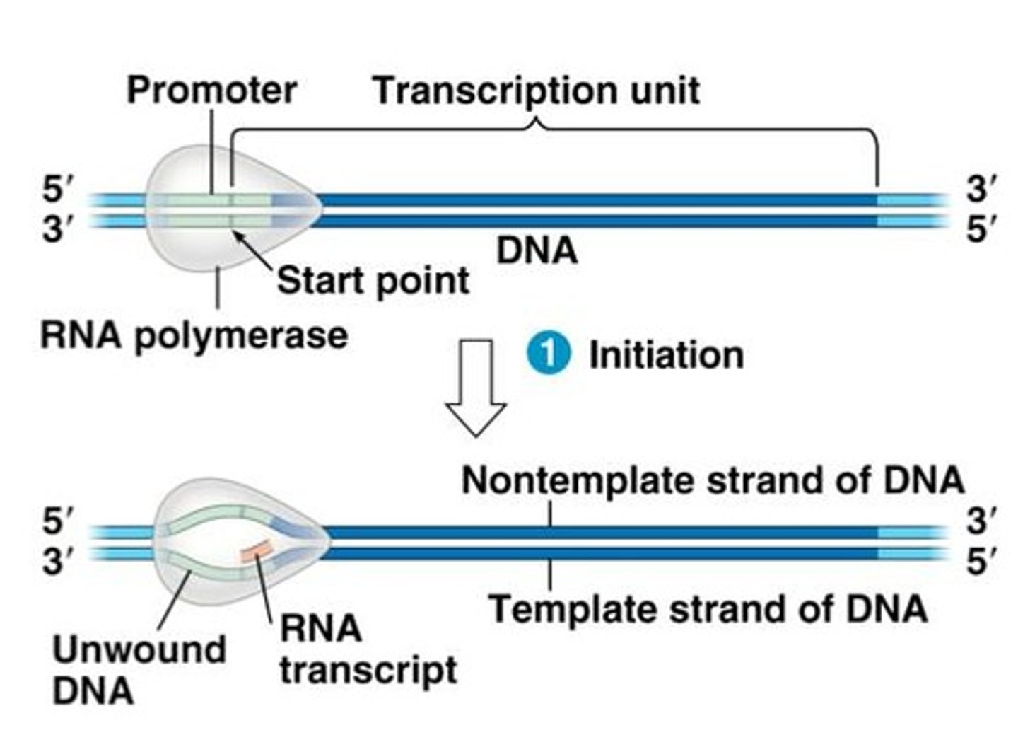 <p>Enzyme that synthesizes RNA from DNA.</p>