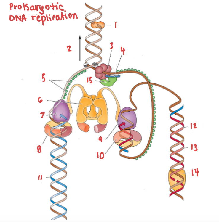 <p>What is the name of the enzyme labelled 1?</p>