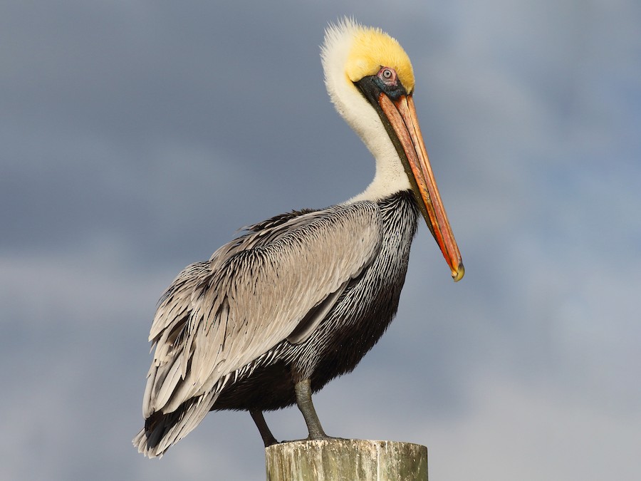 <p>Brown Pelican</p>