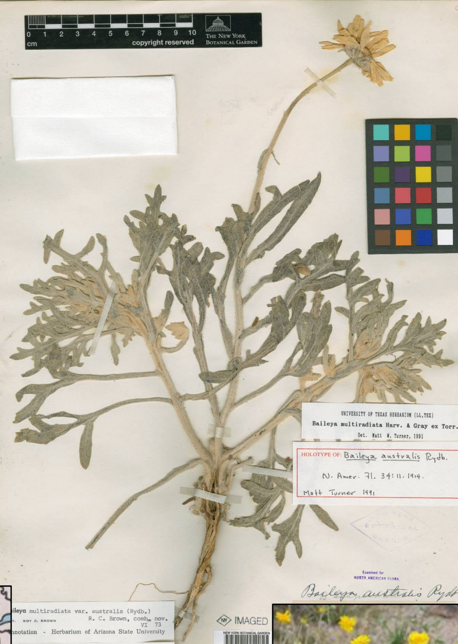 <p>Silvery-gray, woolly, deeply serrated leaves. One flower per peduncle, flower petals have 3 lobes.</p>