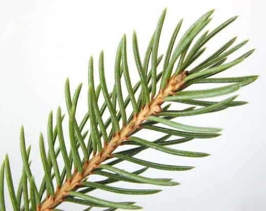<p><em>Picea abies</em></p>