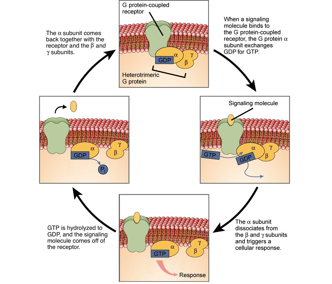 <p>G proteins all bind ___ so they can break down/hydrolyze to form ___ </p>
