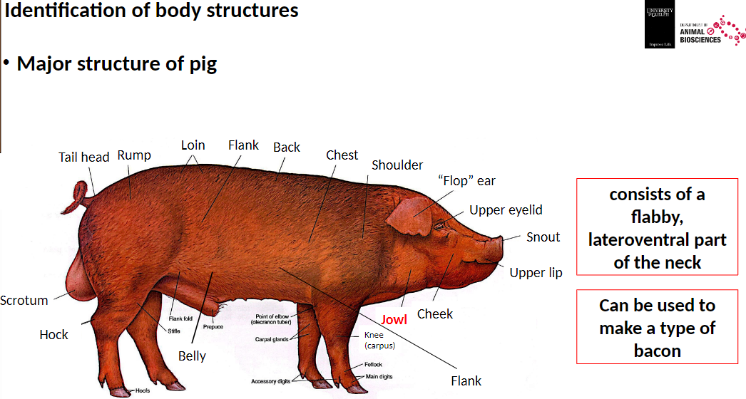 <p><strong>Jowl</strong><br>āConsists of a flabby, lateroventral part of the neck<br>āCan be used to make a type of bacon</p>