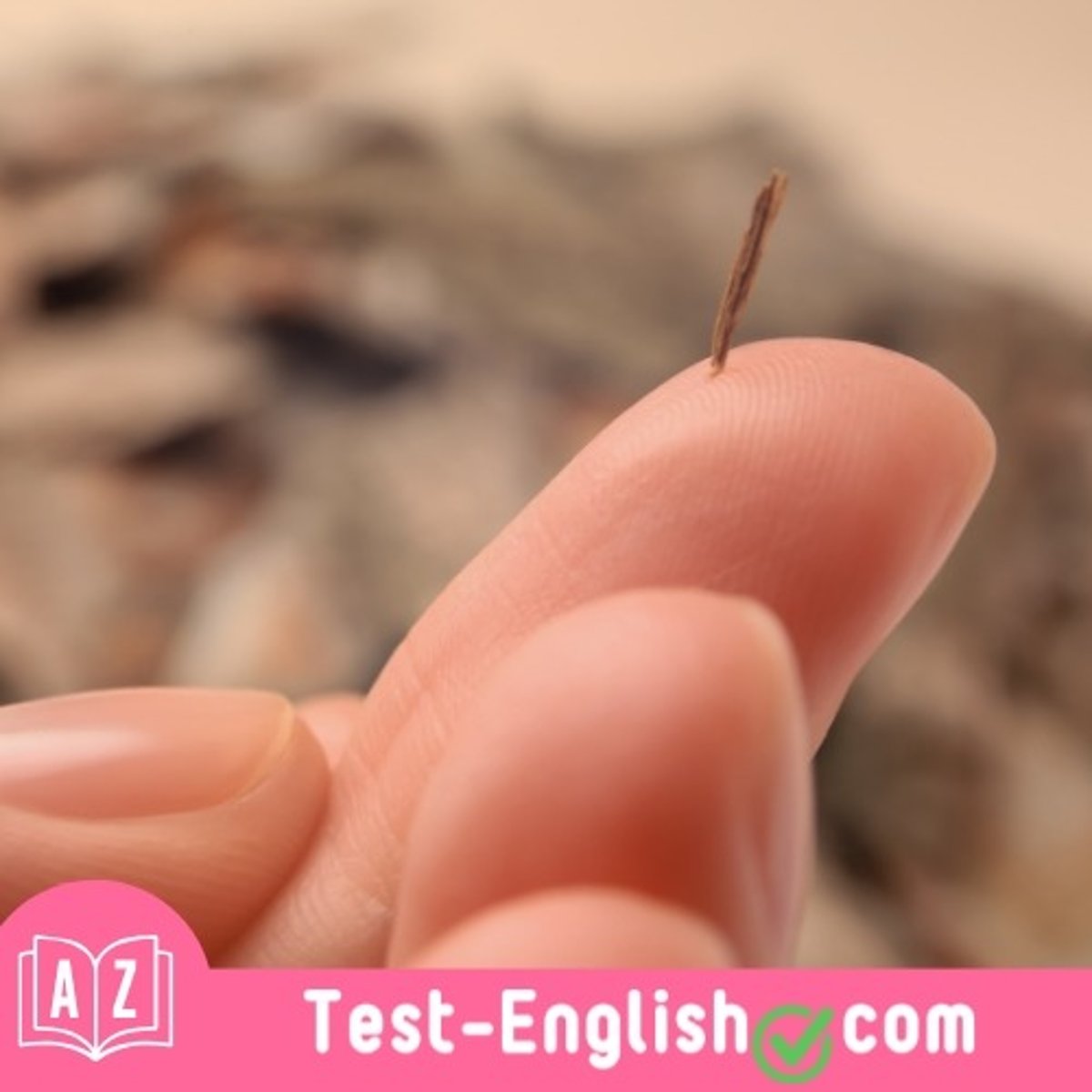 <p>I got a _____ in my finger from the wooden chair.</p>