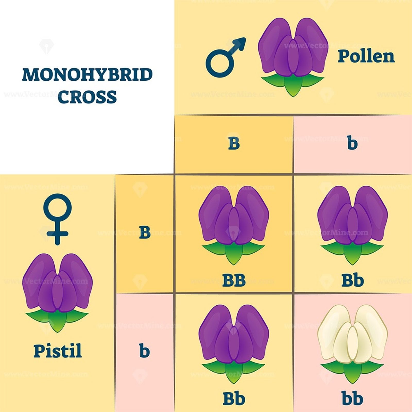 <p>:a cross between individuals that are identically heterozygous for alleles of one gene</p><ul><li><p>Experiment begins with cross between individuals that breed true</p></li><li><p>Cross produces F1 hybrid offspring</p></li><li><p>Cross between two of these F1 individuals is monohybrid cross and produces F2 generation</p></li><li><p>The frequency at which two traits appear in the second generation provides information about dominance relationship between two alleles</p></li><li><p>Dominant trait will have a <u>3:1 phenotypic ratio</u></p></li></ul>