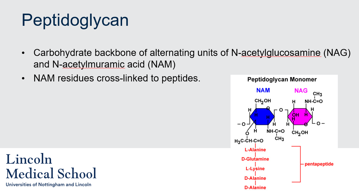 <p>The basic structure of peptidoglycan in bacteria consists of a carbohydrate backbone made up of alternating units of N-acetylglucosamine (NAG) and N-acetylmuramic acid (NAM). The NAM residues are cross-linked to peptides, forming a strong, mesh-like layer that surrounds the bacterial cell membrane and provides structural support.</p>