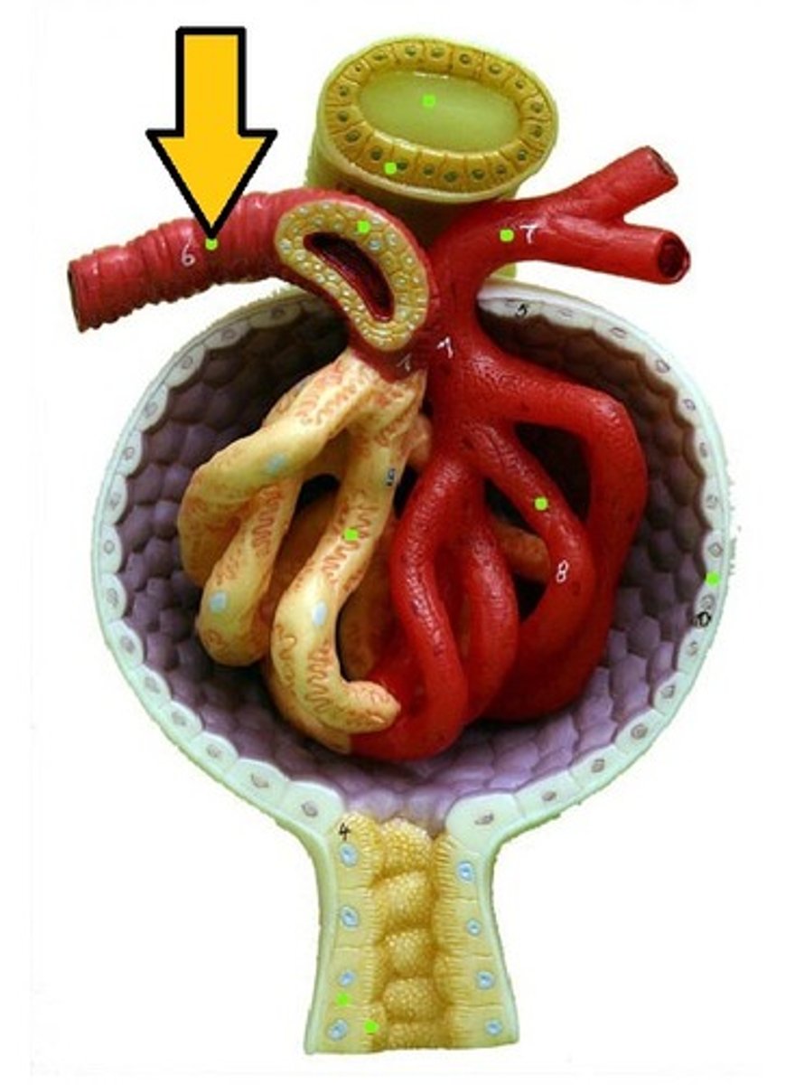 <p>The small artery that carries blood toward the capillaries of the glomerulus.</p>