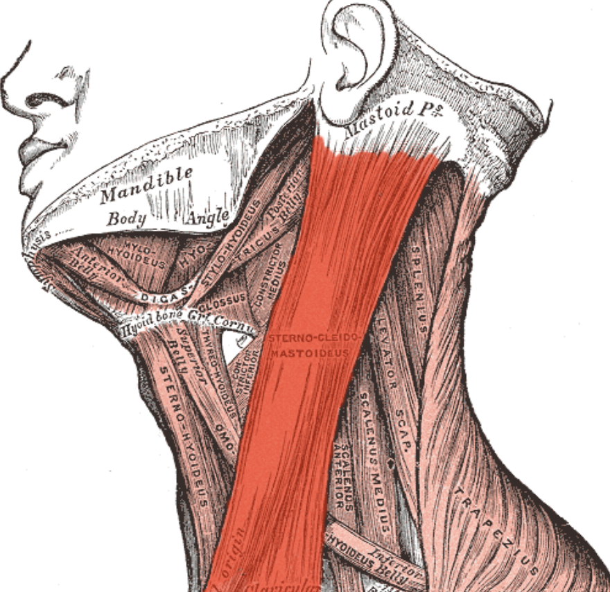 <p>thick side of the neck (carotid artery)</p>