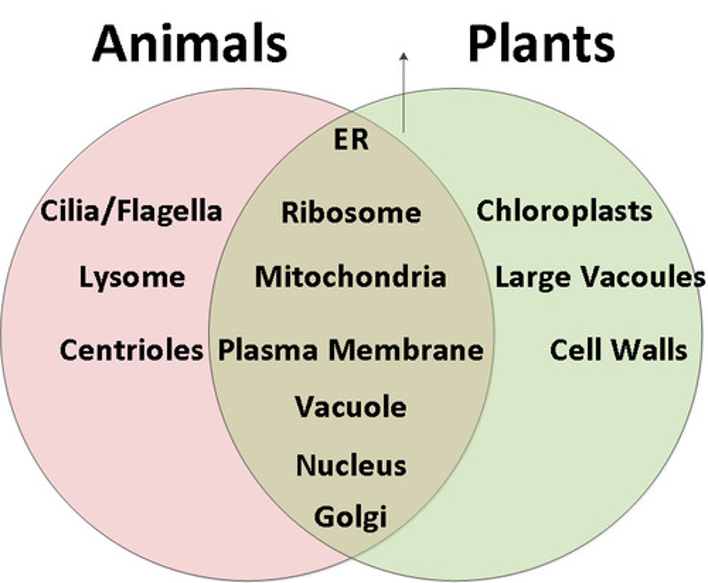 <p>both types have: cell membrane, nucleus, ribosomes, mitochondria, endoplasmic reticula, golgi bodies &amp; lysosomes. plants cells have: cell wall and chloroplasts &amp; vacuole.</p>