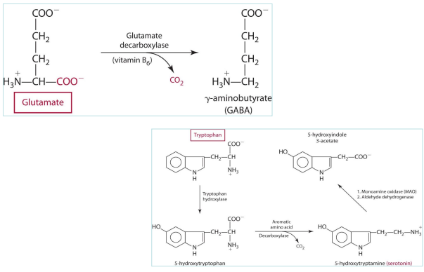 <p><span style="color: purple;">Glutamate —&gt; GABA (via glutamate  decarboxylase)</span></p><p><span style="color: purple;">Tryptophan —&gt; serotonin (decarboxylation reaction) </span></p>