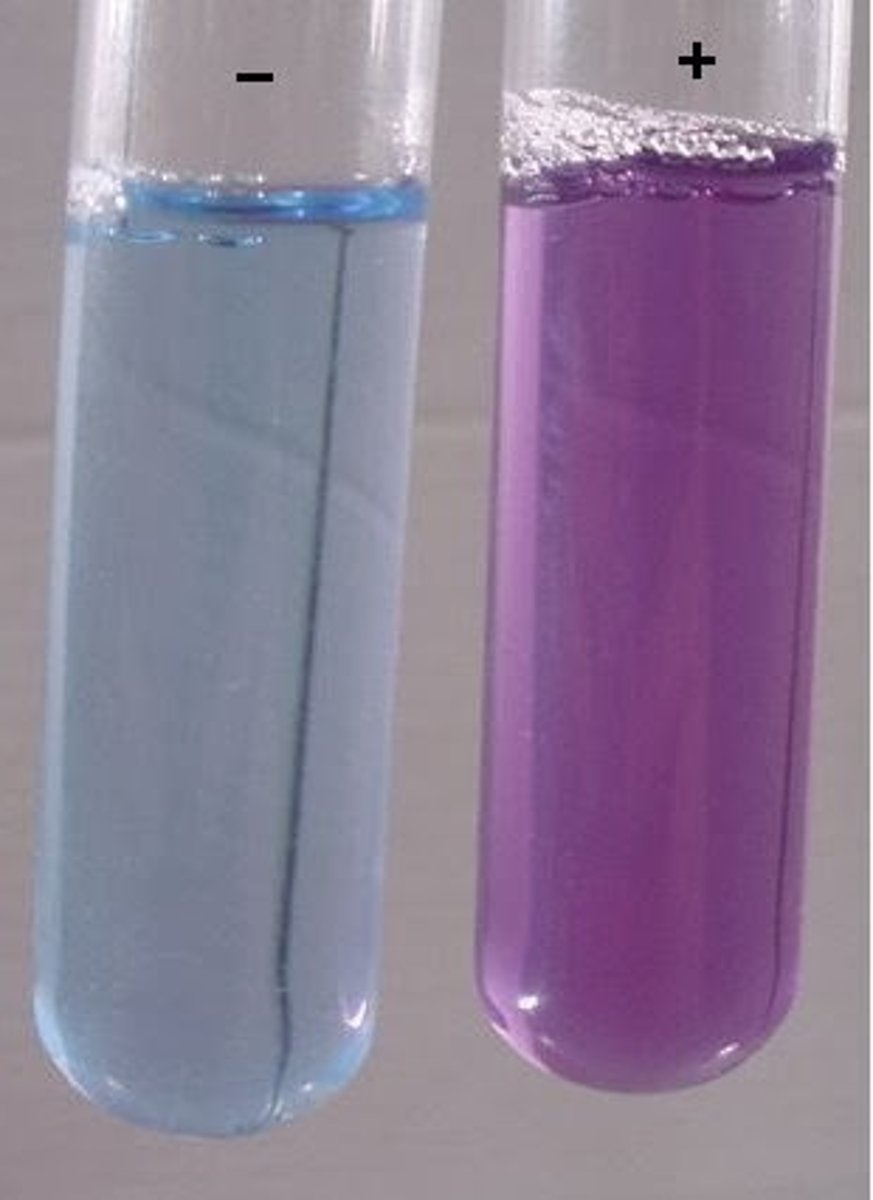 <p>Turns from blue to lilac/purple in the presence of proteins</p>