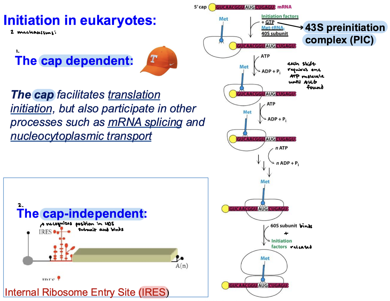 <p>Cap-dependent and cap-independent.</p><p></p>