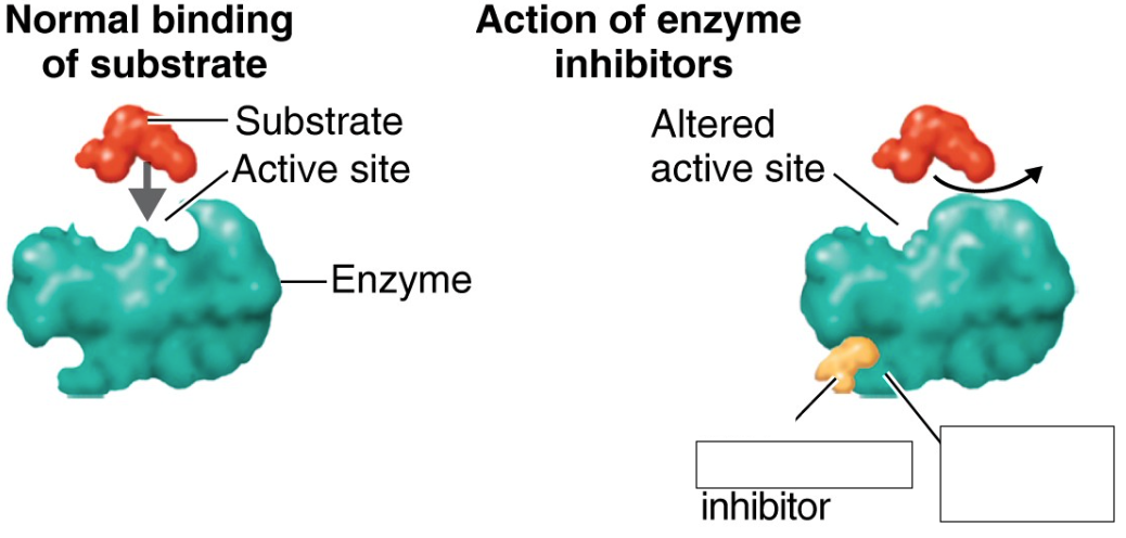 <p>interact with another part of the enzyme (allosteric state) rather than the active site, inhibits allosterically</p>