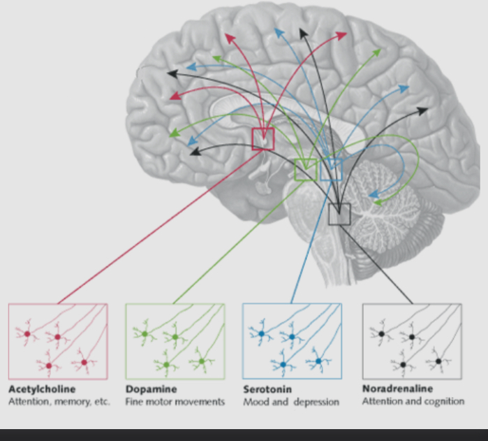 <ul><li><p>they tend to have a modulatory influence on downstream cells</p></li><li><p>Most of their receptors are metabotropic </p></li><li><p>The information they convey is broadcasted over a large area</p></li><li><p>They can diffuse short distances outside of the synapse and influence the activity of neighboring neurons</p></li></ul><p></p>