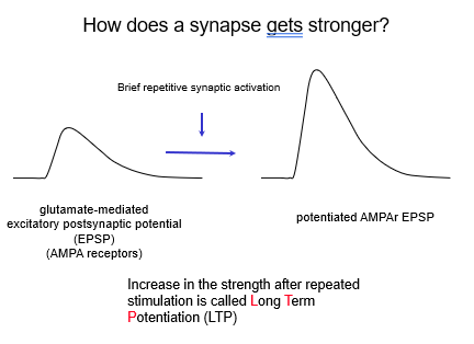 <p>Through <strong>brief, repetitive synaptic activation</strong>, which increases the efficiency of neurotransmission.</p>