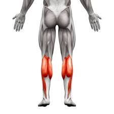 <p>Calf/posterior lower leg</p>