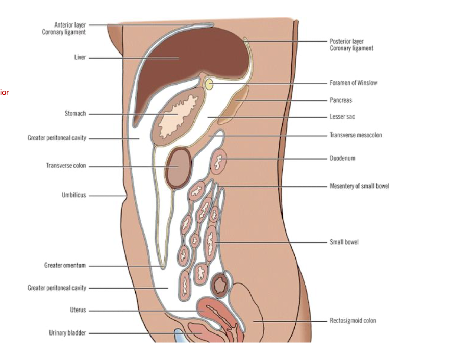 <p>GI System (Lateral View)</p>