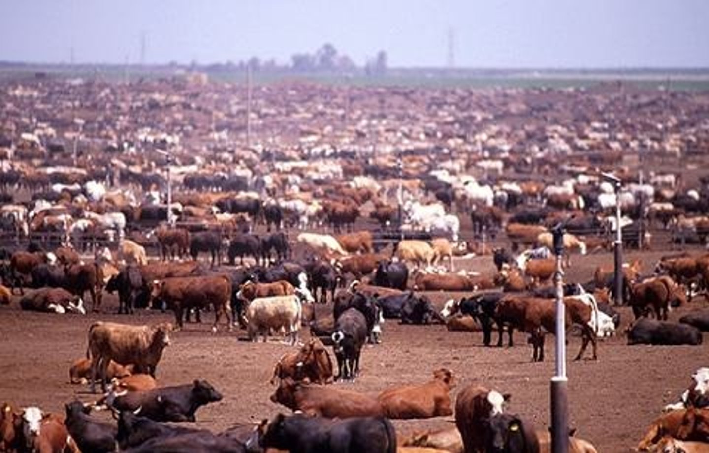 <p>Final phase for finishing cattle before market.</p>