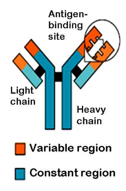 <p>Variable region</p>