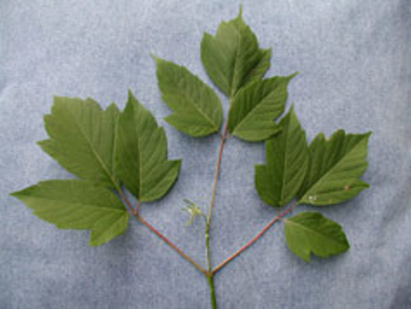 <p>Adoxaceae Sambucus racemosa</p>