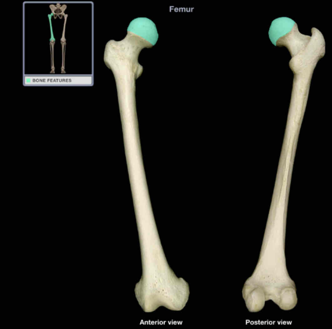 <p>Head of femur </p>