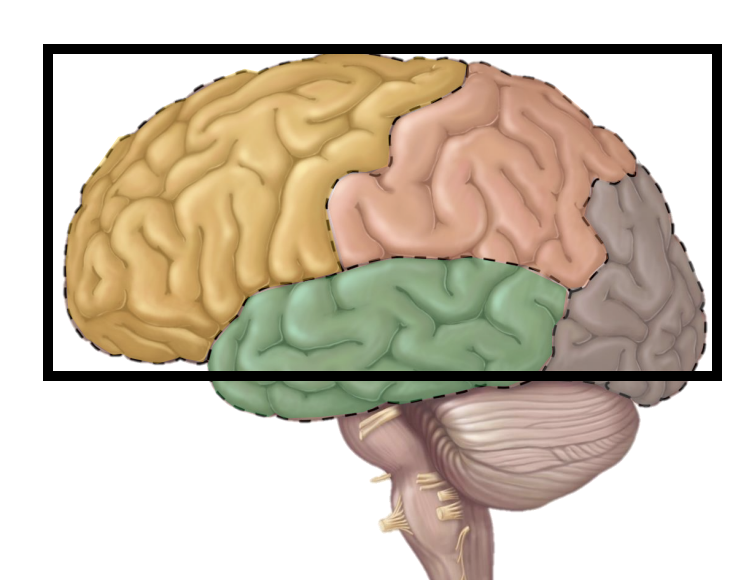 <p>Name the structure</p>