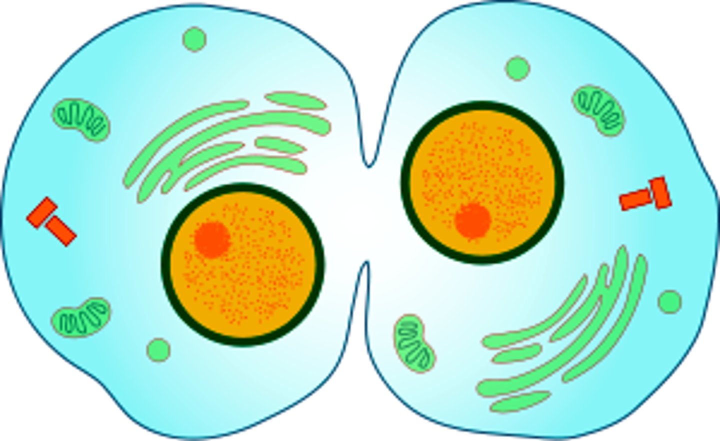 <p>The division of the cytoplasm to form two separate daughter cells immediately after mitosis.</p>