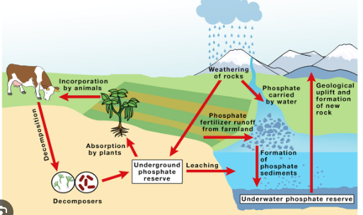 <p>the <span>biogeochemical cycle</span> that describes the transformation and translocation of phosphorus in soil, water, and living and dead organic material<span style="font-family: Google Sans, Roboto, arial, sans-serif">.</span></p>
