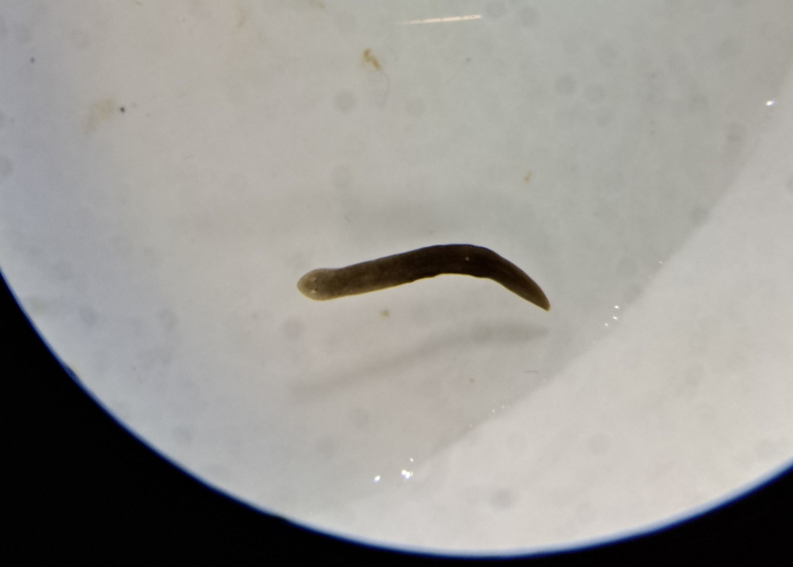 <p>kmen: PLATYHELMINTHES (ploštěnci)</p>