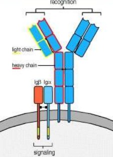 <p>• Membrane bound immunoglobulin binds antigen but cannot generate signal</p><p>• Iga and IgB are transmembrane antigen associated nonspecific signalling molecules</p><p>• Each have single immunoreceptor tyrosine based activation motif (ITAM) in cytosolic tails</p><p>• Activate immune response by cell signalling after ligand binds to antibody</p>
