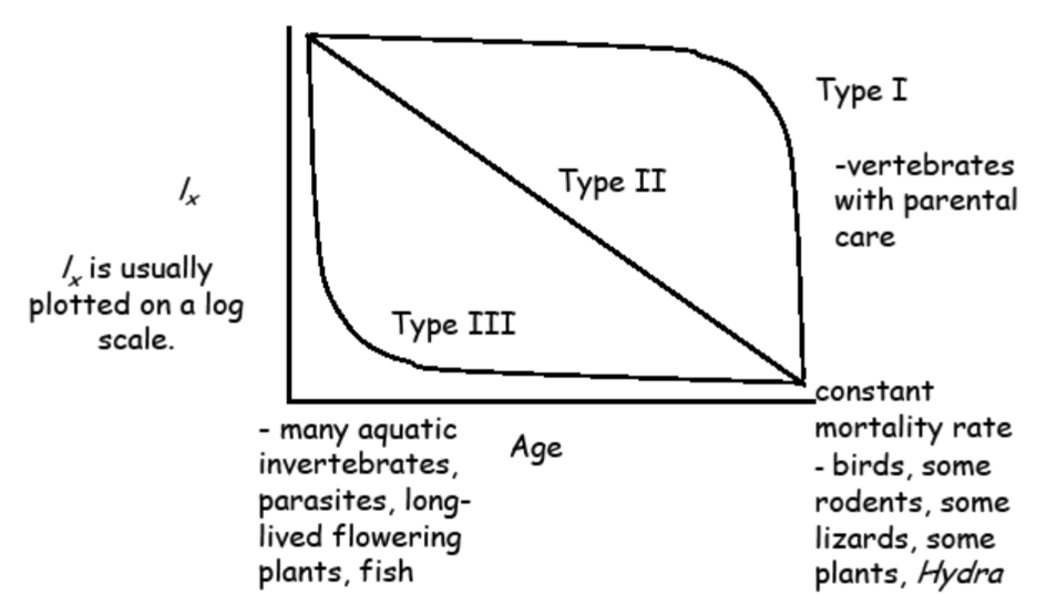 <ol><li><p>Type I: low death rate during early and middle life, then an increase among older age groups</p></li><li><p>Type II: the death rate is constant over the organisms life span</p></li><li><p>Type III: high death rate for the young, then slower death rate for survivors</p></li></ol><p></p>