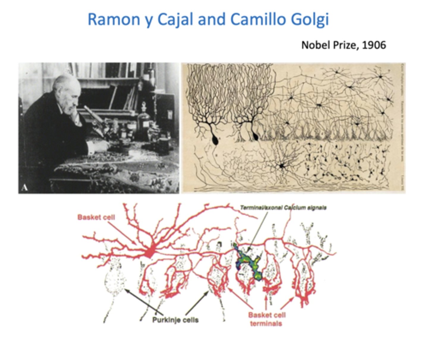 <p>- neuroscientist that developed method (silver staining technique) to stain limited number of nerve cells</p><p>- revealed shape and organizations of neurons in the brain</p><p>- discovered black reaction -&gt; hardens brain tissue and stains sections of it, only some brain cells are clearly stained</p>