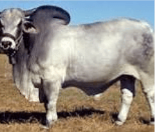 <p>characteristic large hump located over the shoulders, large pendulous ears and dewlap, a lot of excess skin, more heat and insect tolerant than a lot of breeds, color ranges from grey, red, to almost black, they can sweat</p>