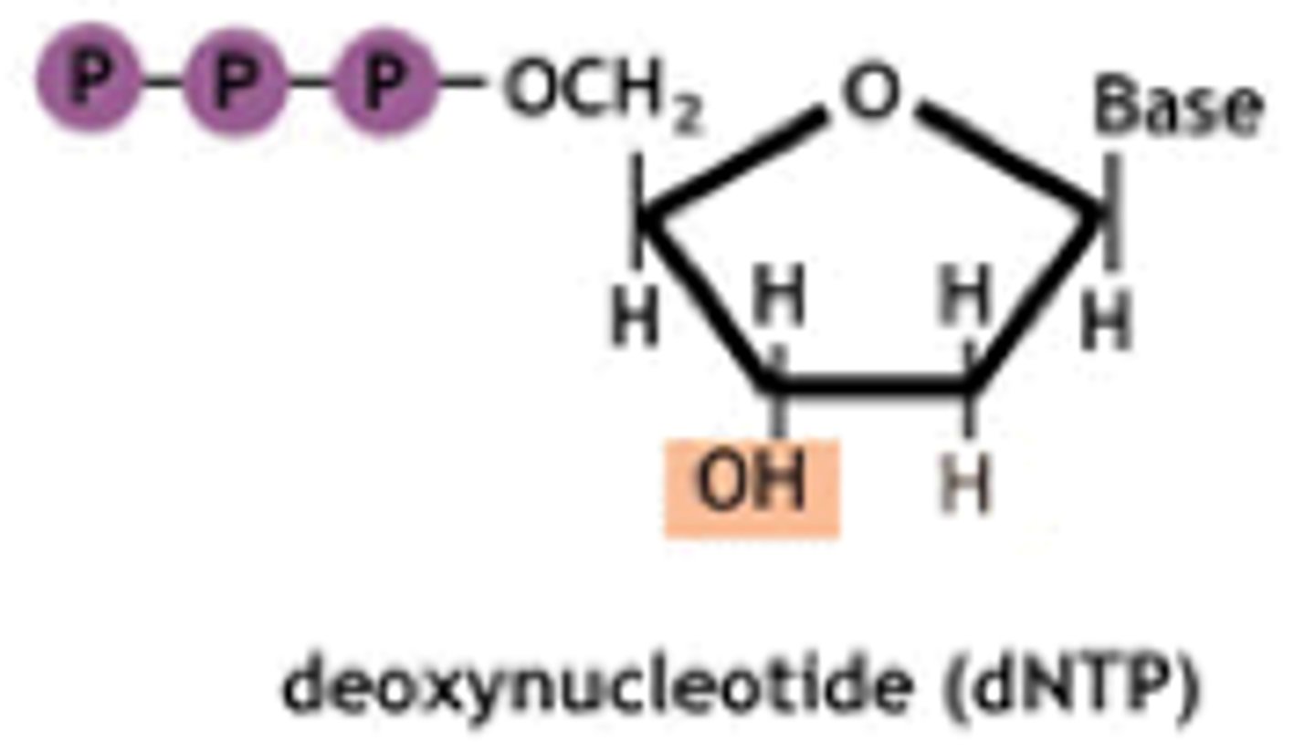 <p>Nucleotide Triphosphates, which are reactants used as the sources of A, C, T, and G for a new strand of DNA.</p>
