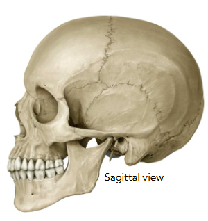 <p>Name type of bone (this is an ex. of type of bone)</p>