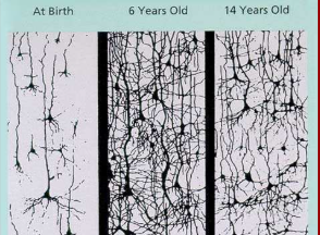 <p>-Sleep approx 17 hours</p><p>-Cat naps followed by bursts of constant hunger.(brain is growing)</p><p>-Reflexive/ Vegetative sounds appear (burps, cries, discomfort)</p><p></p><p>Neonate is a bundle of reflexes/ neural connections and they grow with age</p><p>The standout features for the newborn are reflexes</p><p>Reflex is an automatic, involuntary motor pattern</p><p>Reflexes protect the baby from things in their environment</p><p>Ensures survival, protects vital systems</p>