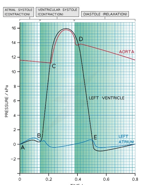 What stage of the cardiac cycle is between point A and B?