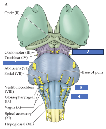 <p>What structure is labeled 2?</p>