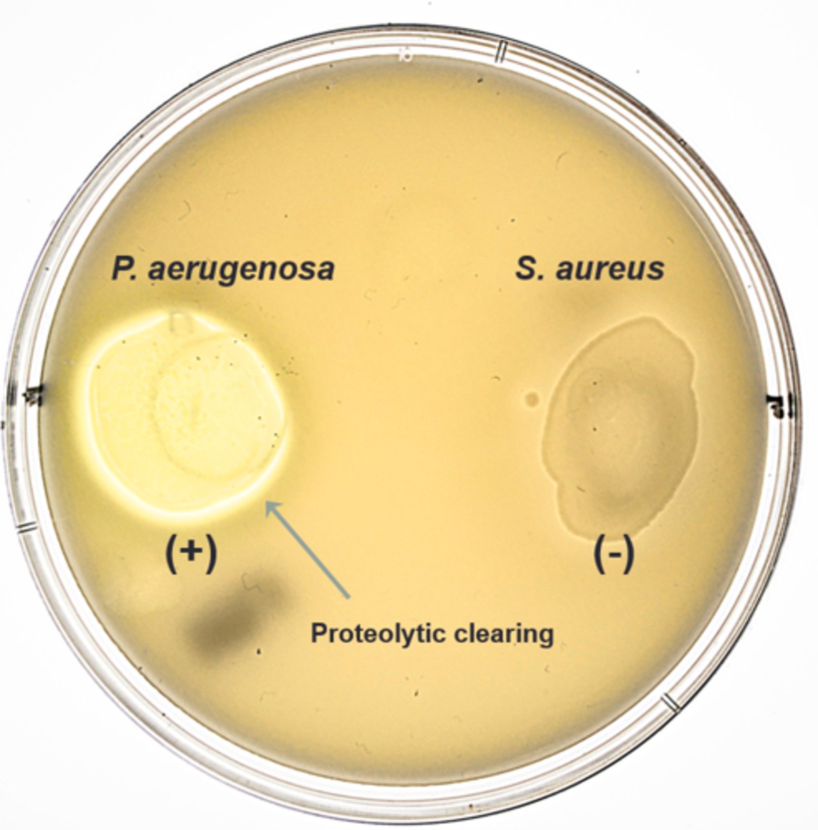 <p>Milk Agar</p><p>Selective:</p><p>Differential:</p><p>Dyes/Reagents:</p>