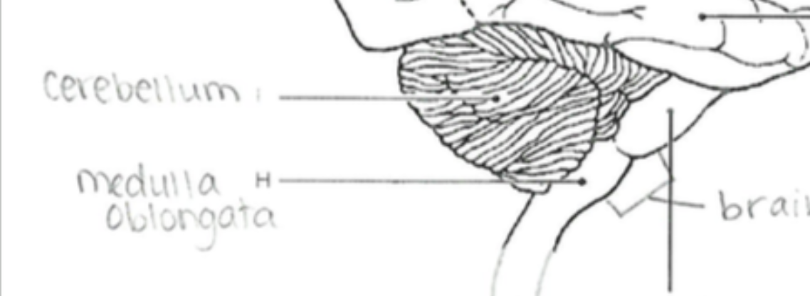 <p>Coordinates fine motor movement, posture, and balance.</p>