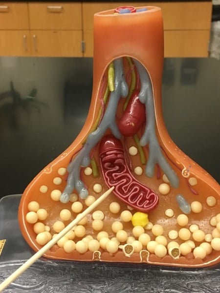 <p>Name this specific structure</p>