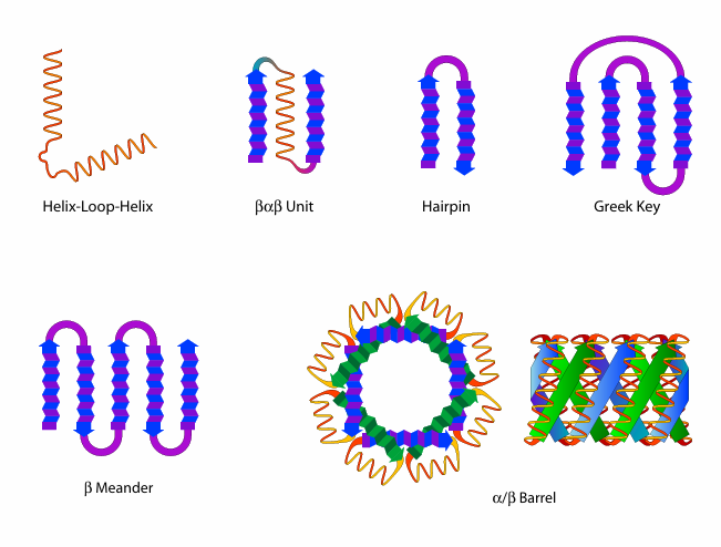 <p>A: Common combinations of secondary structures that occur locally in proteins, such as helix-loop-helix, β-meander, and Greek key. They are not independently stable.</p>