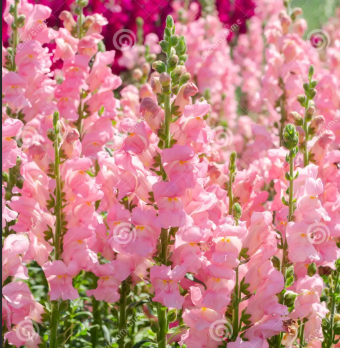 <p>Crossing red and white snap dragons to produce pink flowers</p>