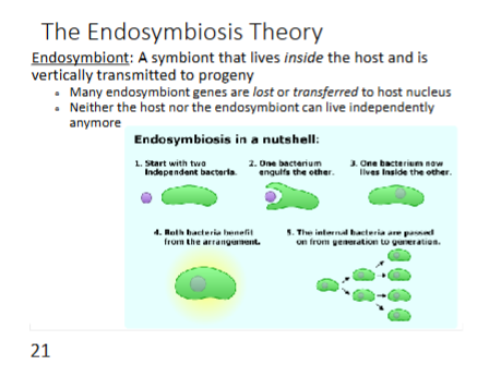 <p>endosymbiont- a symbiont that lives inside the host and is vertically transmitted to progeny</p><ul><li><p>many endosymbiosis genes are lost or transferred to host nucleus</p></li><li><p>neither the host nor the endosymbiont can live independently anymore</p></li></ul><p></p><p></p>