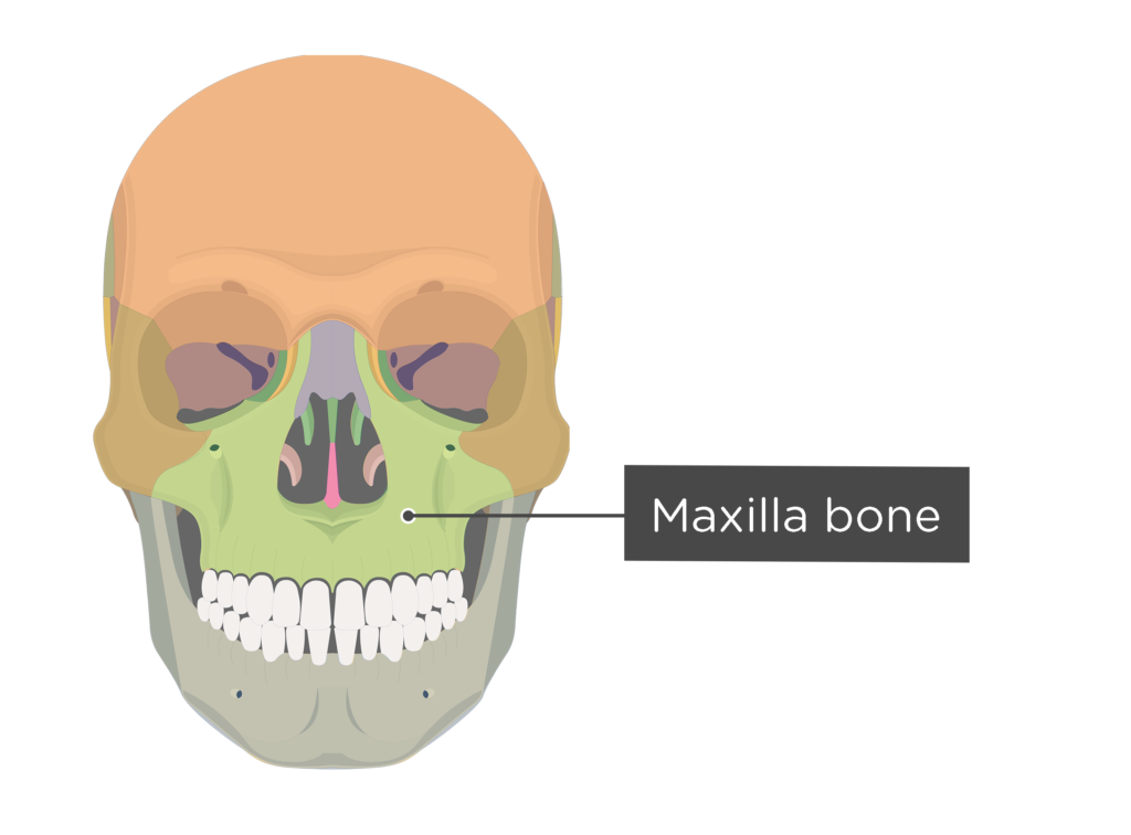 <p>[BONES TO KNOW; facial] upper jaw; “the maximum part of the face”</p>